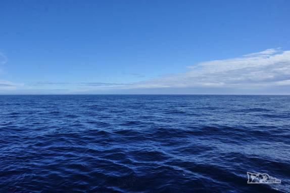 Um verdadeiro mar de comandante na nossa travessia da Drake passage, entre a Antártida e a América do Sul